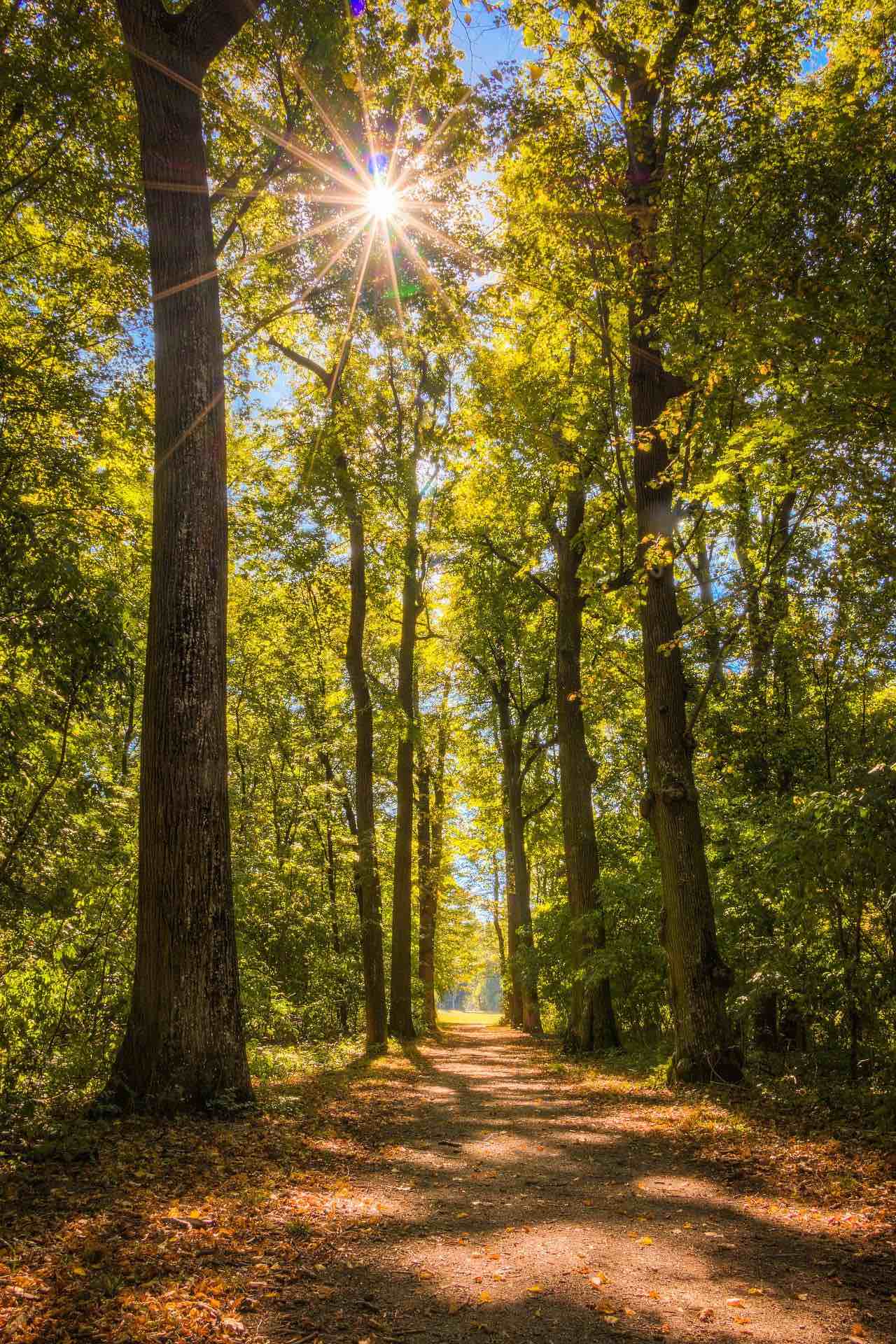 Waldweg mit Schattenspiel